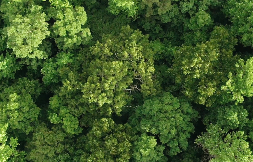 Trees